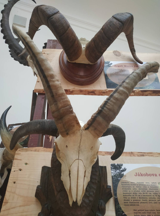 FOTOGALERIE: Parohatí a dutorozí v Prostějově