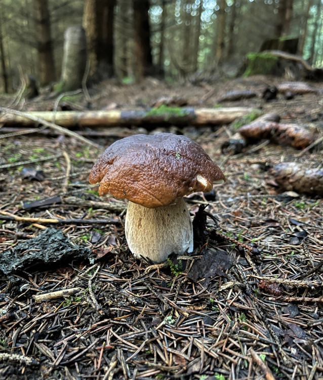 FOTOGALERIE: Redaktor Plzeňské Drbny na houbách