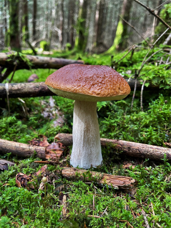 FOTOGALERIE: Redaktor Plzeňské Drbny na houbách