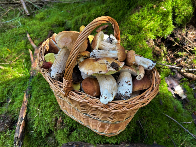 FOTOGALERIE: Redaktor Plzeňské Drbny na houbách