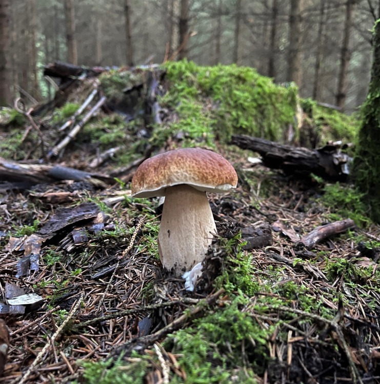 FOTOGALERIE: Redaktor Plzeňské Drbny na houbách