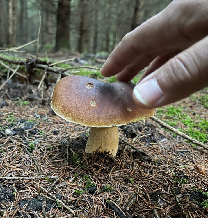 FOTOGALERIE: Redaktor Plzeňské Drbny na houbách