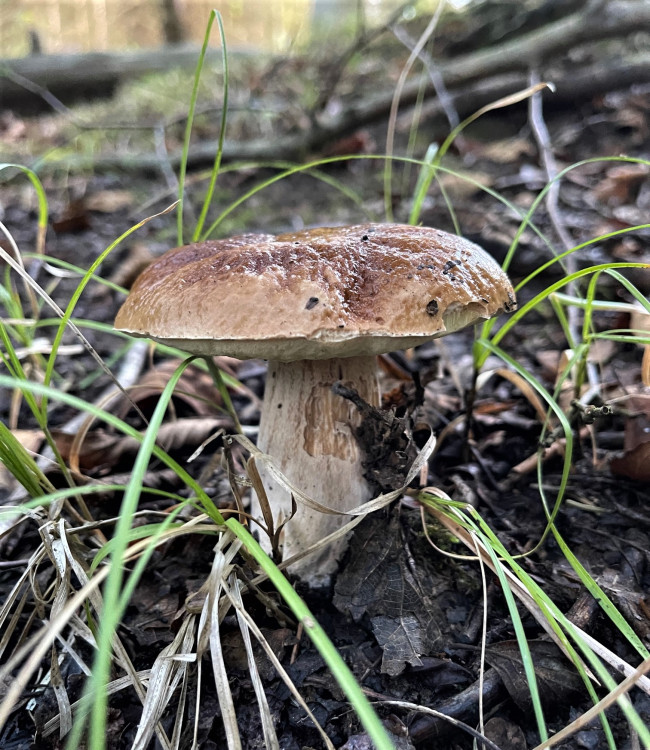 FOTOGALERIE: Redaktor Plzeňské Drbny na houbách