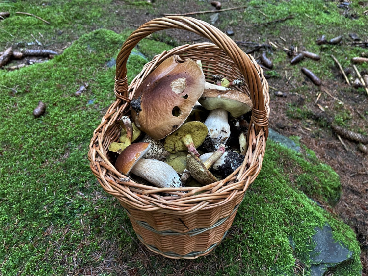 FOTOGALERIE: Redaktor Plzeňské Drbny na houbách