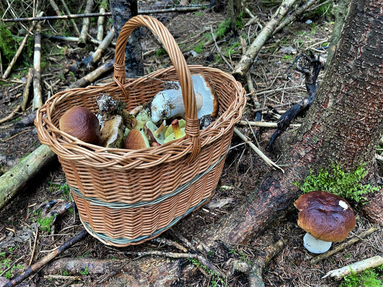 FOTOGALERIE: Redaktor Plzeňské Drbny na houbách