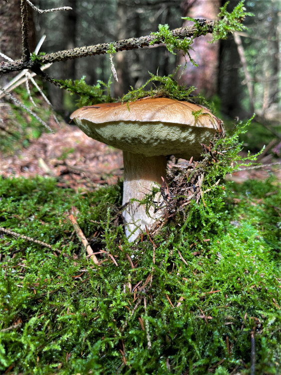 FOTOGALERIE: Redaktor Plzeňské Drbny na houbách