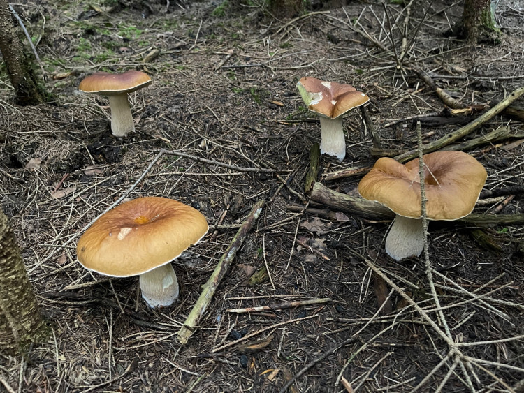 FOTOGALERIE: Redaktor Plzeňské Drbny na houbách