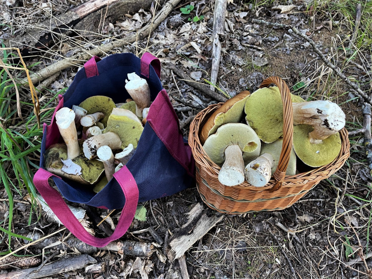 FOTOGALERIE: Redaktor Plzeňské Drbny na houbách