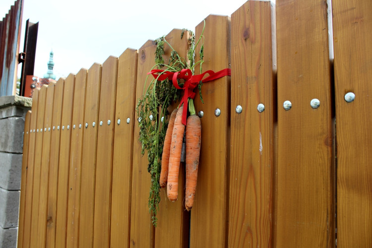 Mrkvancová pouť v Polné 2022