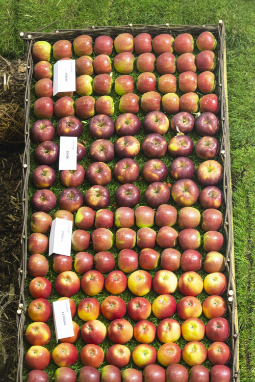 FOTOGALERIE: Podzimní etapa Flory oslavuje úrodu i přínos vědy