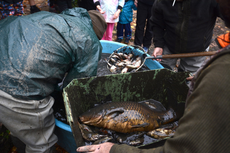 Výlov liberecké přehrady