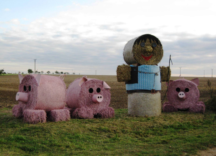 2010, pasáček vepřů