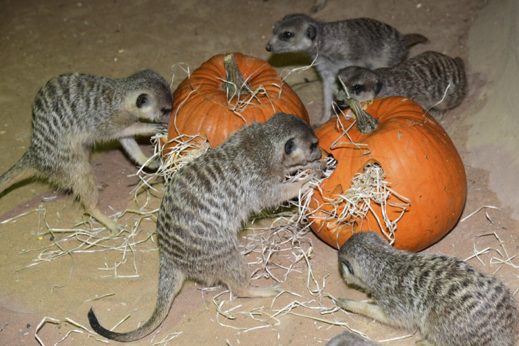 FOTOGALERIE: Strašidelnou Zoo si na Svatém Kopečku užily tisíce lidí