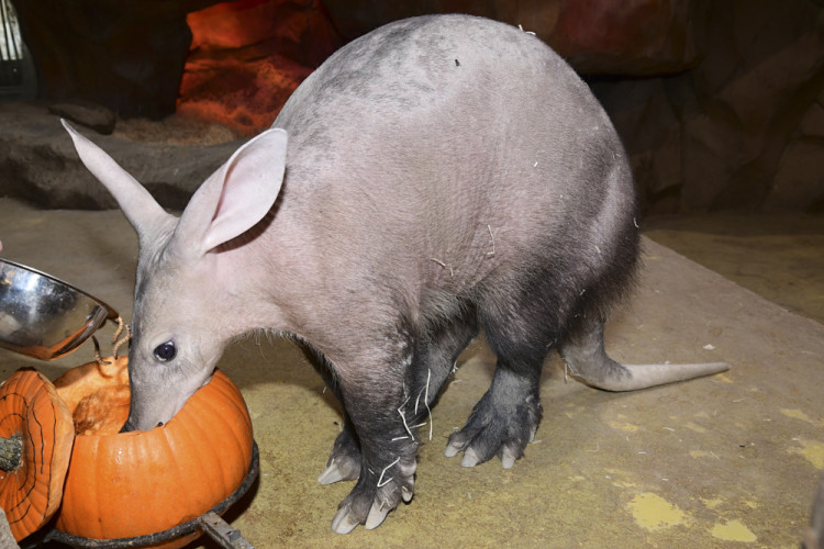 FOTOGALERIE: Strašidelnou Zoo si na Svatém Kopečku užily tisíce lidí