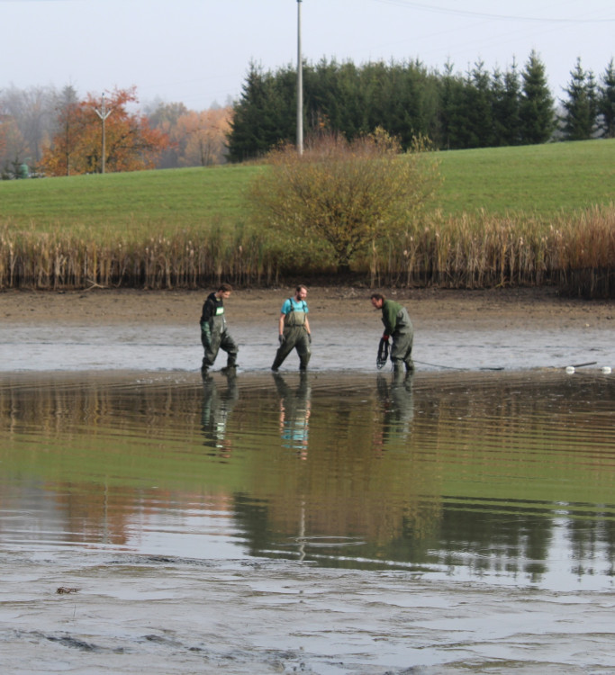 Výlov rybníka u Zborné