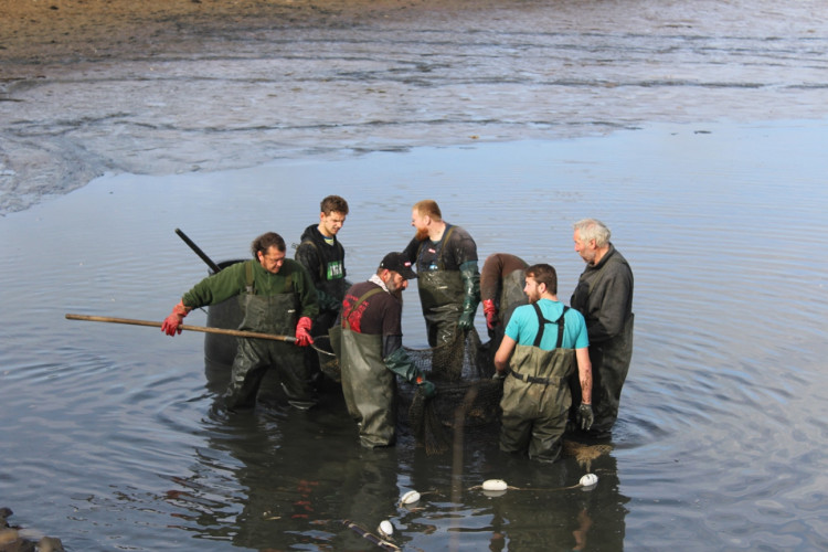 Výlov rybníka u Zborné