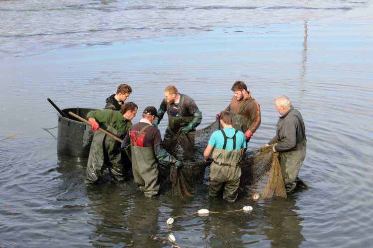 Výlov rybníka u Zborné
