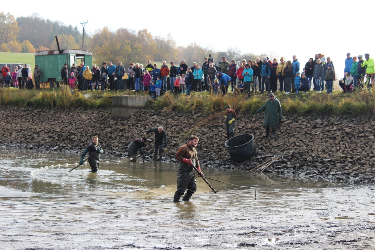 Výlov rybníka u Zborné