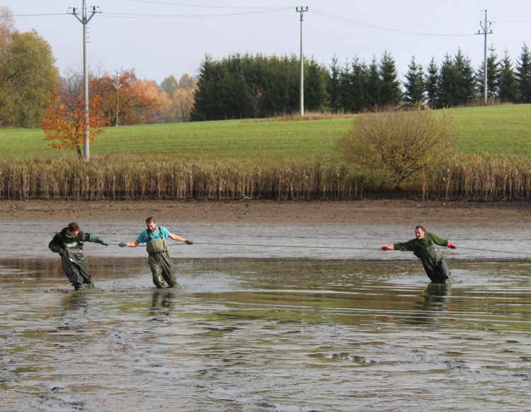 Výlov rybníka u Zborné