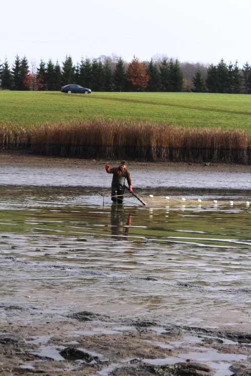 Výlov rybníka u Zborné