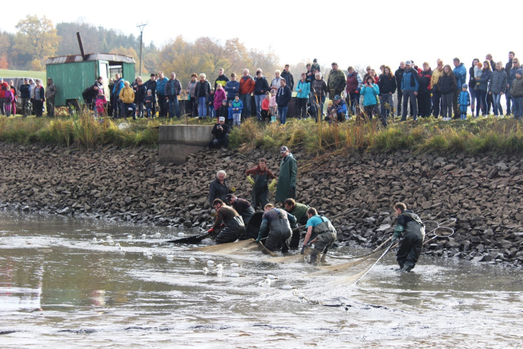 Výlov rybníka u Zborné