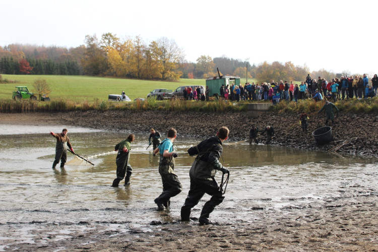 Výlov rybníka u Zborné