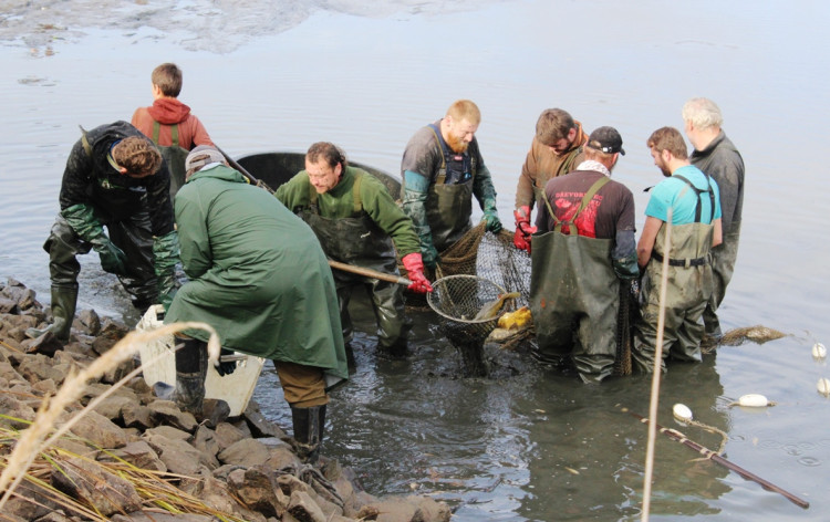 Výlov rybníka u Zborné