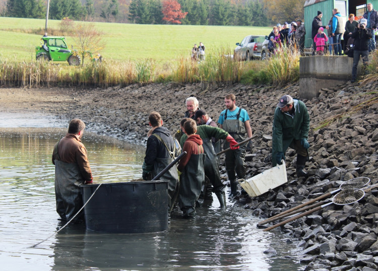 Výlov rybníka u Zborné