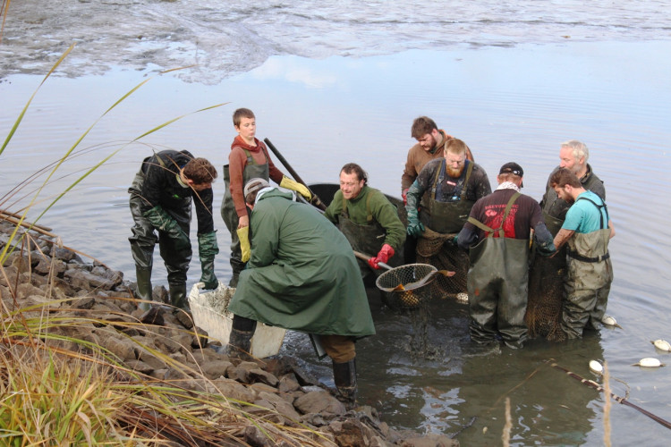 Výlov rybníka u Zborné