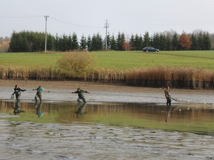 Výlov rybníka u Zborné