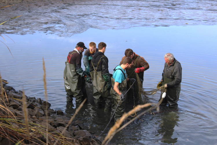 Výlov rybníka u Zborné