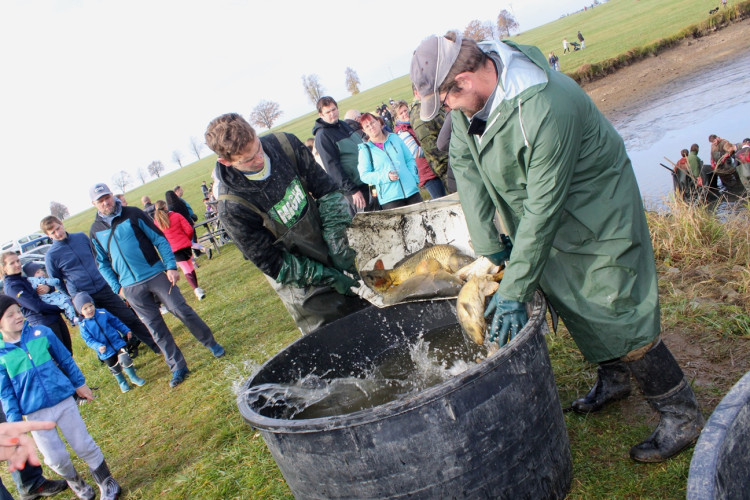 Výlov rybníka u Zborné