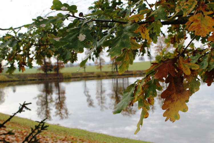 Výlov rybníka u Zborné
