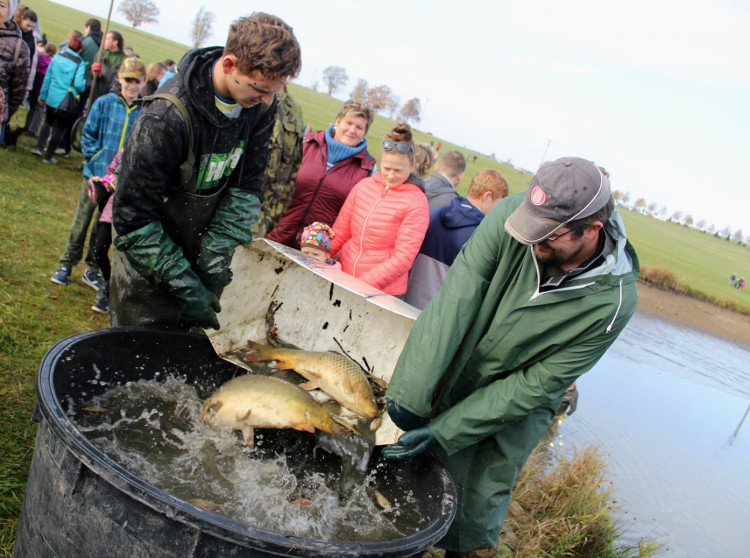 Výlov rybníka u Zborné