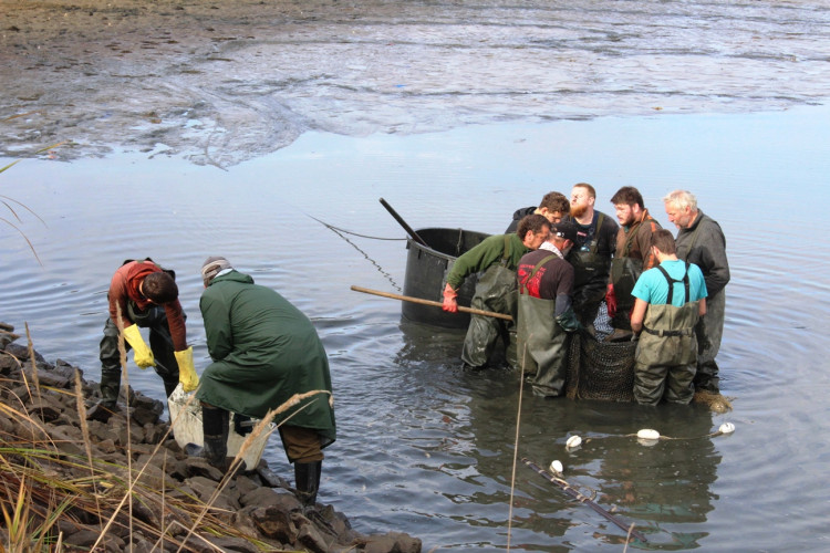 Výlov rybníka u Zborné