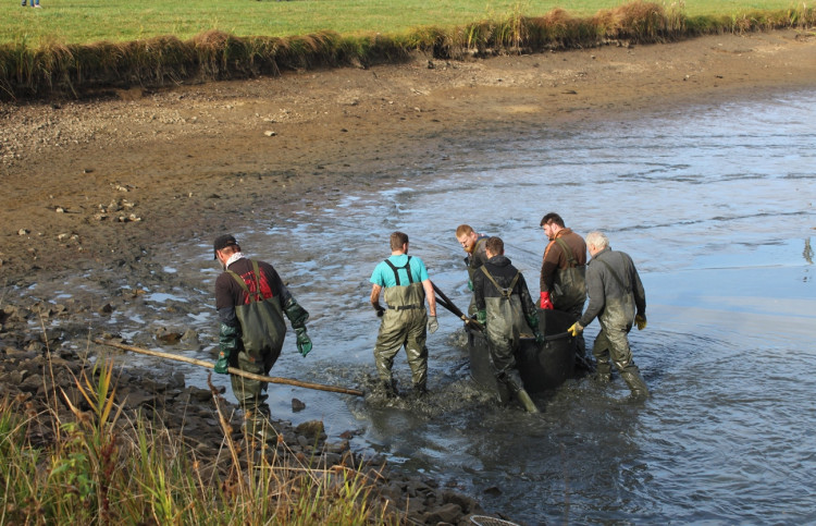 Výlov rybníka u Zborné
