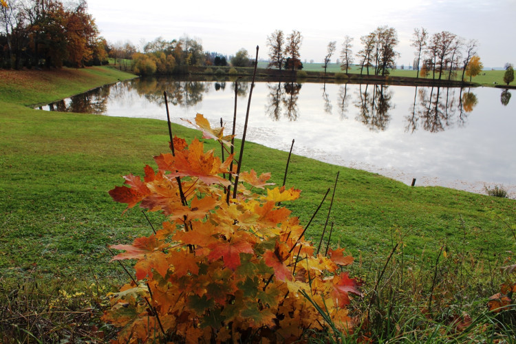 Výlov rybníka u Zborné