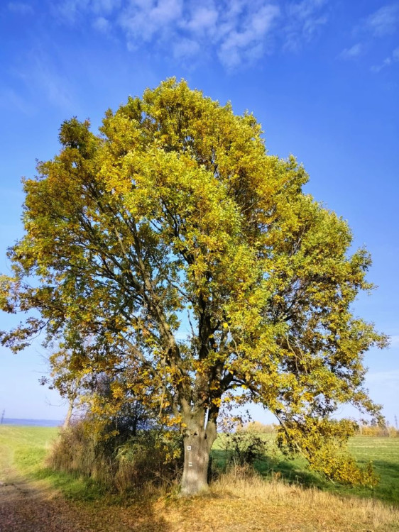 Rozhledna na Pekelném kopci za Třebíčí