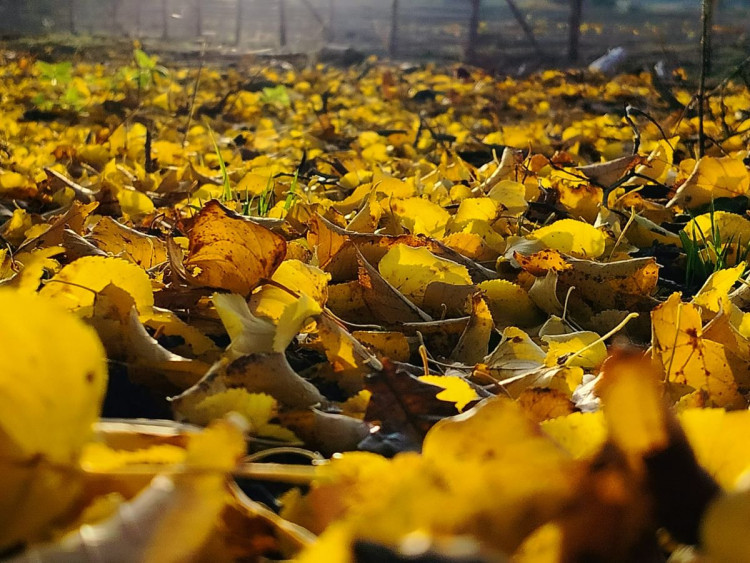 Rozhledna na Pekelném kopci za Třebíčí