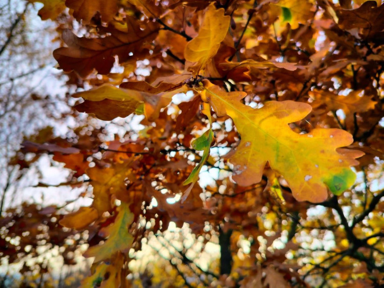 Rozhledna na Pekelném kopci za Třebíčí