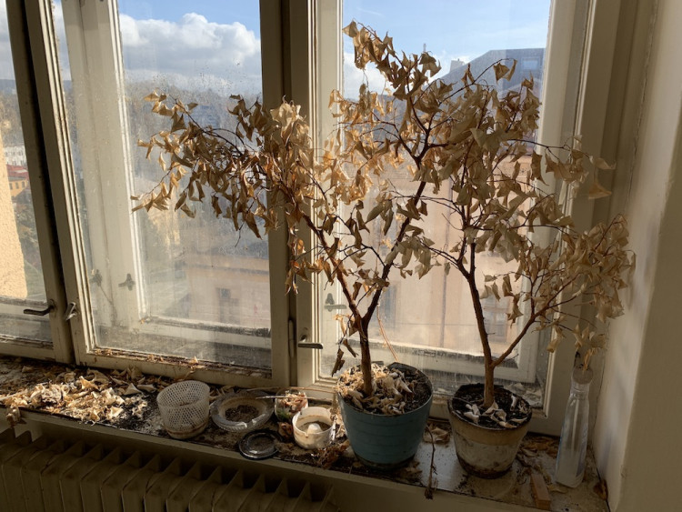 Tady dokonce zůstaly rostliny.