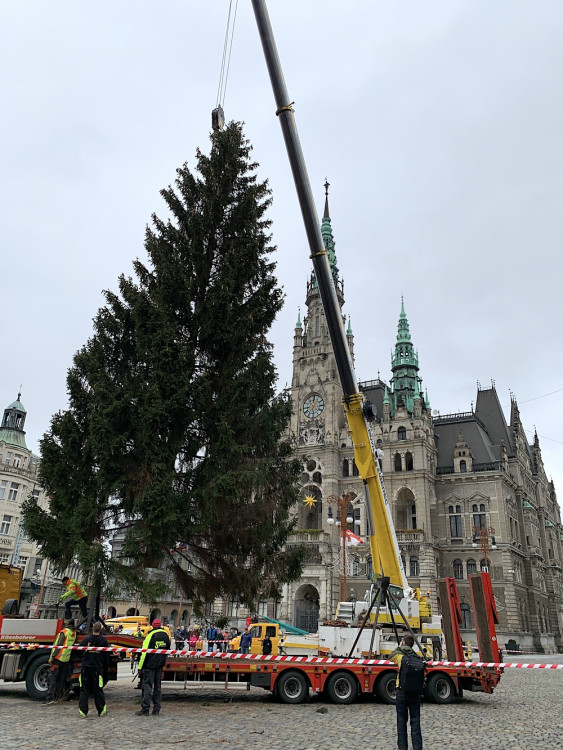 Liberecký vánoční strom