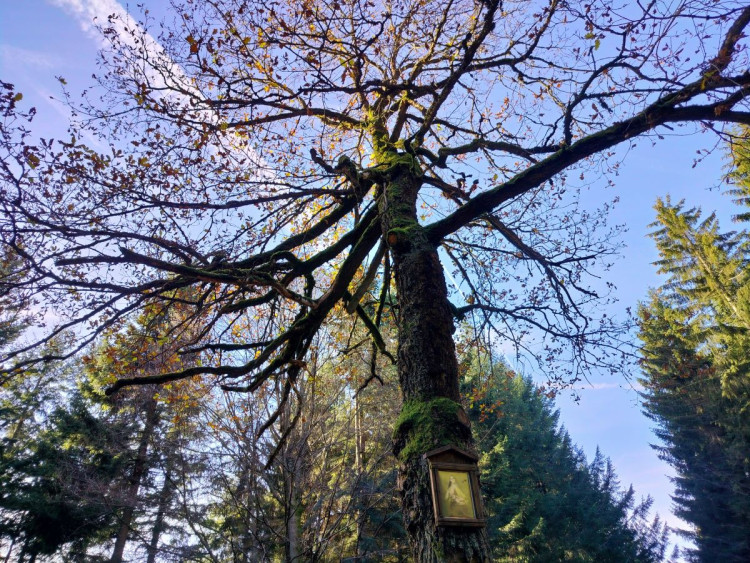 Javořice, Studánka Páně a Velký Pařezitý rybník
