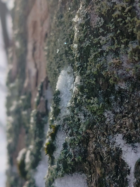 Kouzlo zimní krajiny