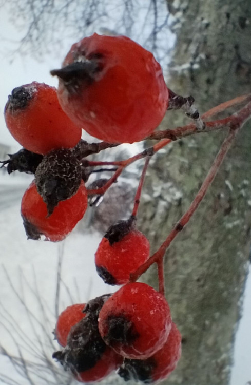Kouzlo zimní krajiny