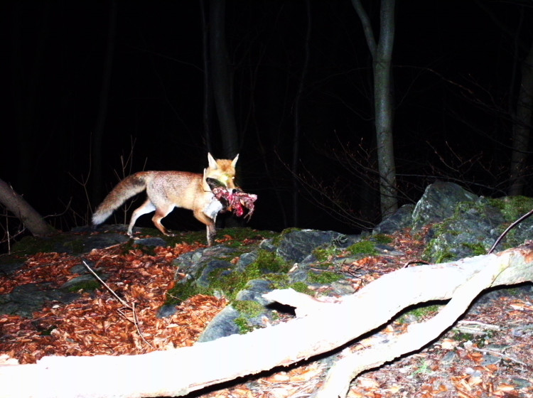 FOTOGALERIE: Velké šelmy a dravci v Jeseníkách