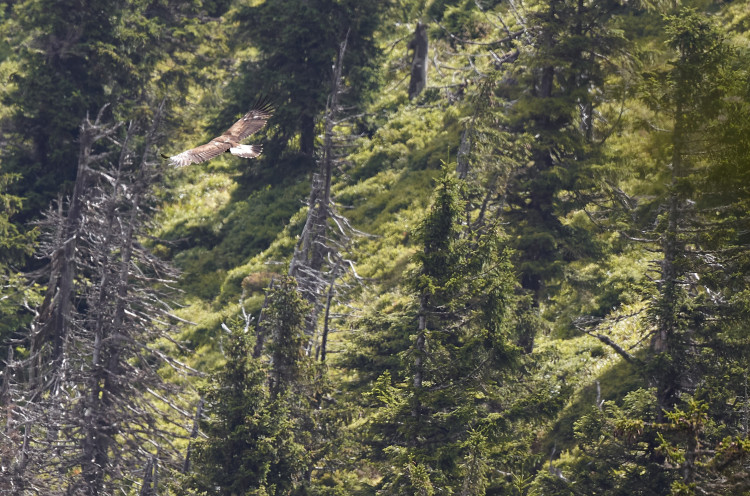 FOTOGALERIE: Velké šelmy a dravci v Jeseníkách