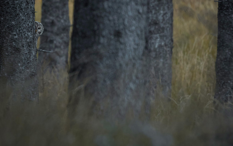 FOTOGALERIE: Velké šelmy a dravci v Jeseníkách