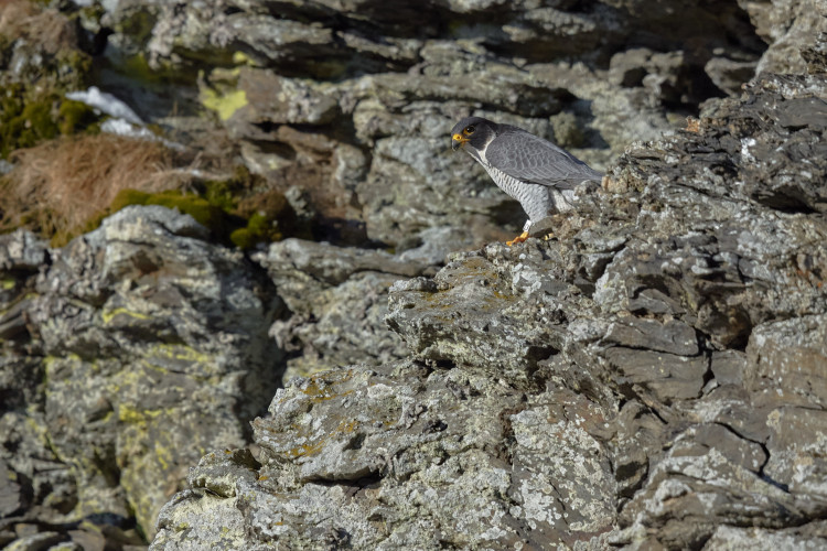 FOTOGALERIE: Velké šelmy a dravci v Jeseníkách