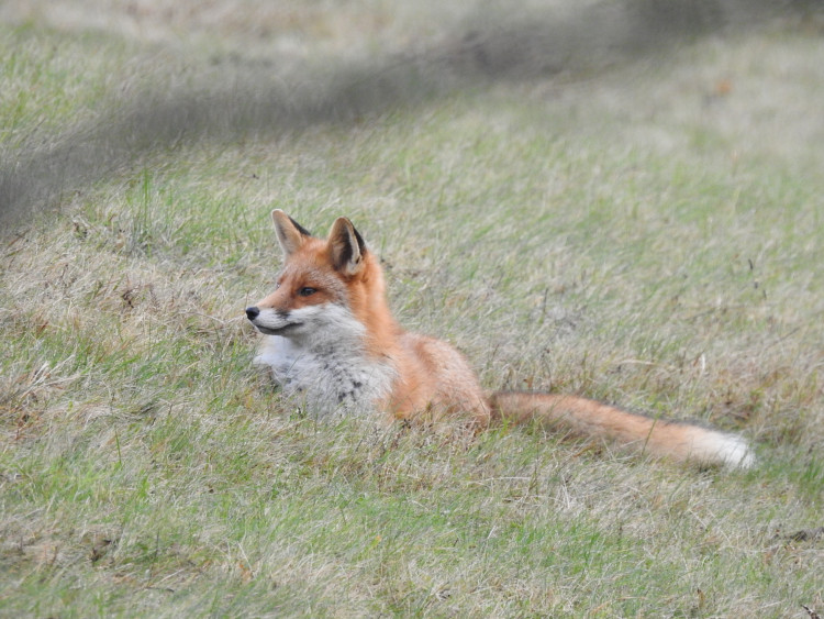 FOTOGALERIE: Velké šelmy a dravci v Jeseníkách